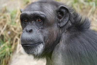 A ingestão de álcool por chimpanzés selvagens e a evolução do hábito humano